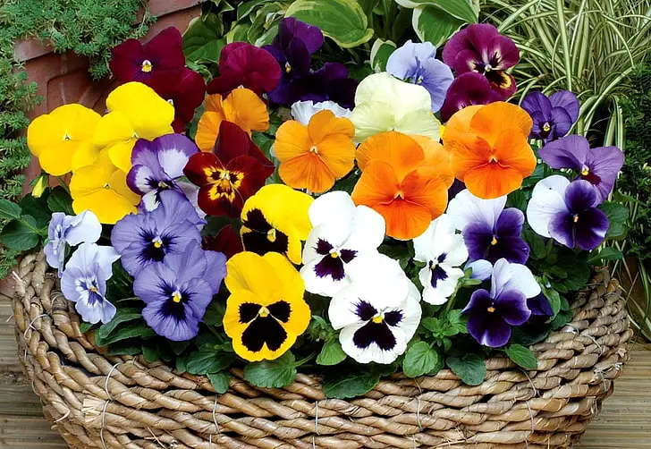 Container Gardening for Sun-Exposed Balconies and Patios