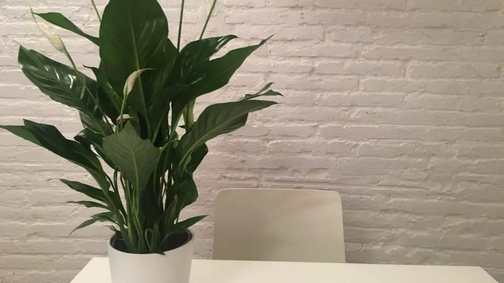 Identifying the Best Plants for Very Low Light Conditions