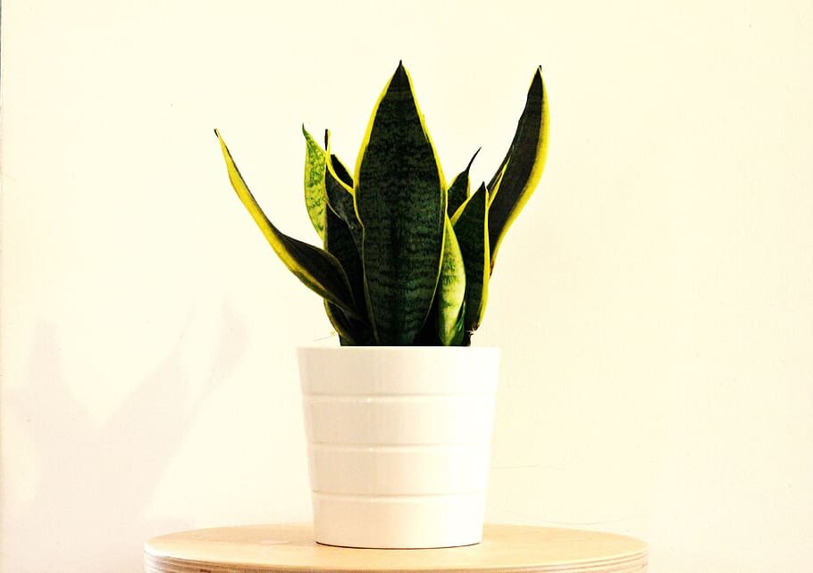 How To Care for Snake Plant