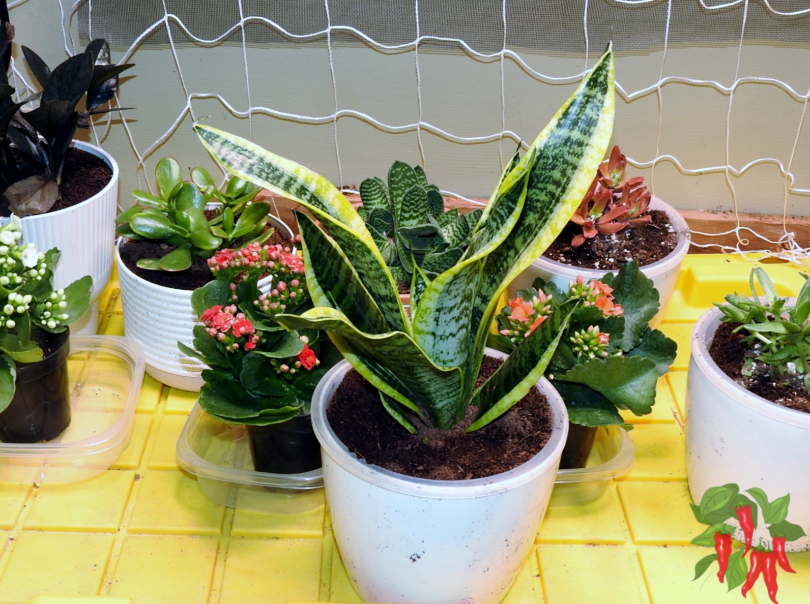 Growing Snake Plants Indoors: Easy Care Tips for Feng Shui - Heavenly ...